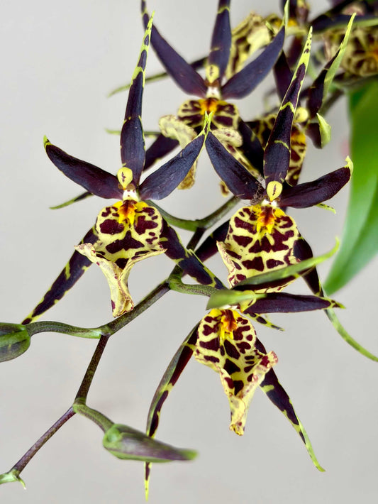 Oncidium Orkidé mix
