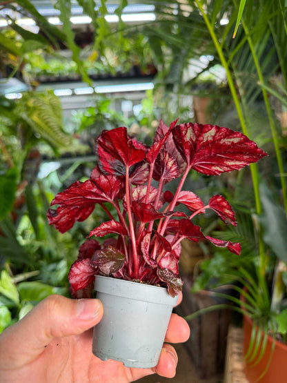 Begonia rex "red kiss"