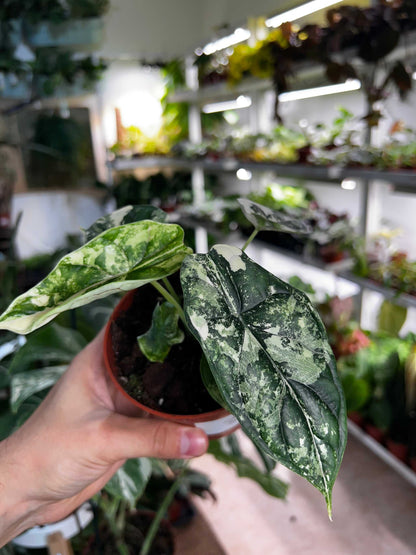 Alocasia dragon scale albo variegata