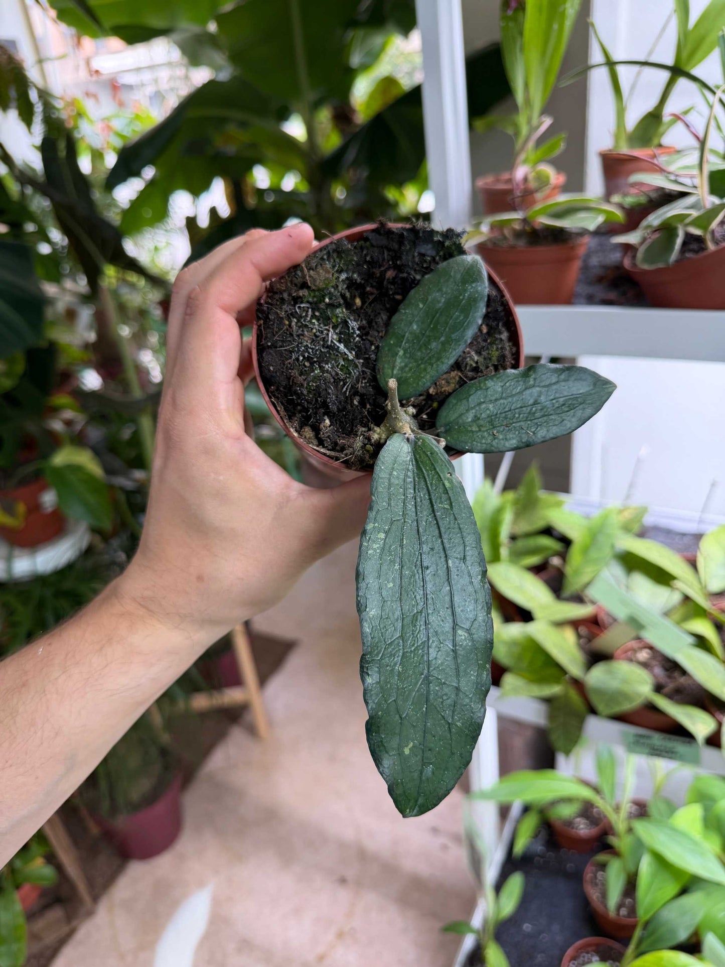Hoya erythrina