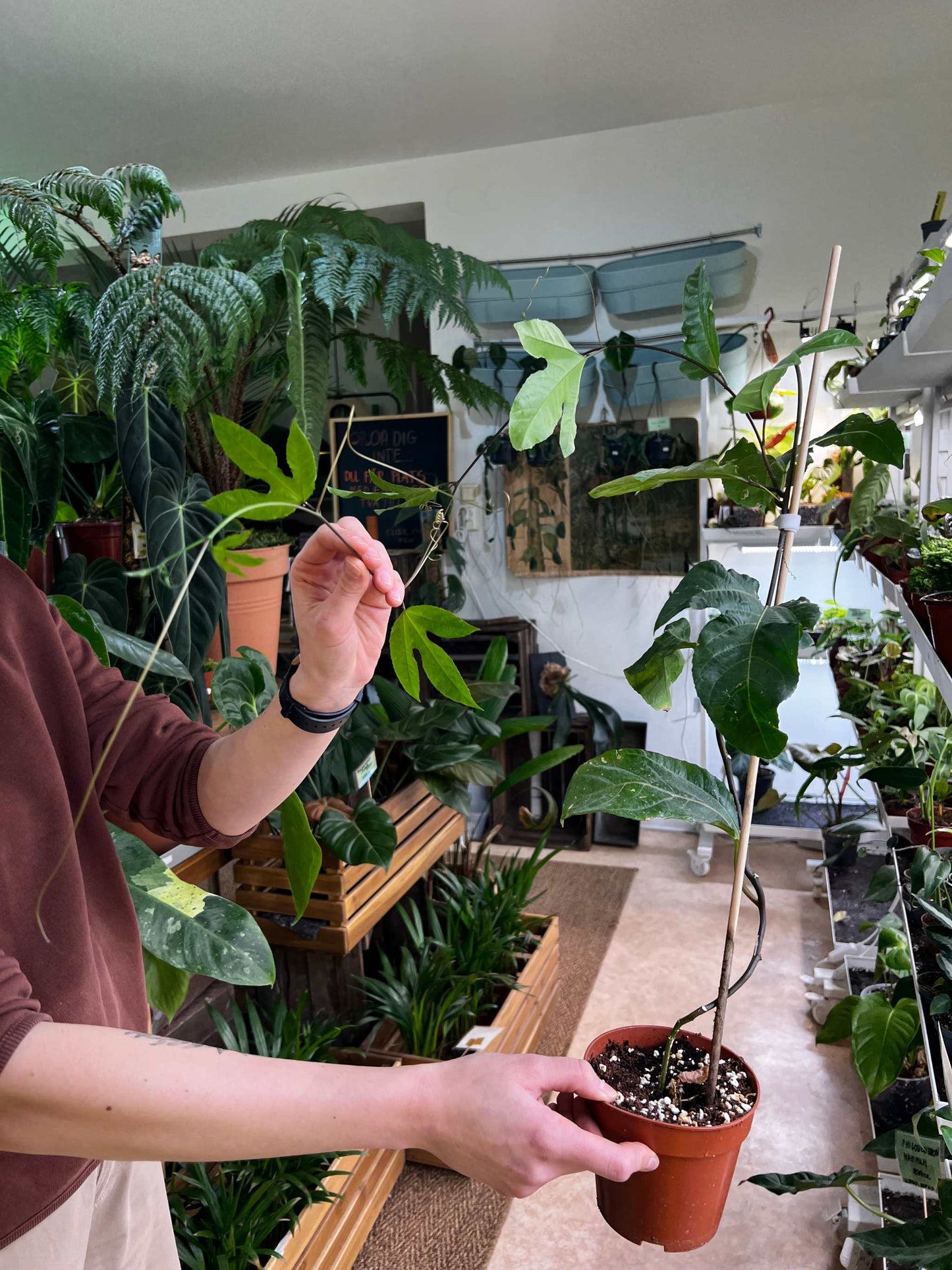 Maracuja/gul passionsfrukt 'Passiflora edulis f. flavicarpa'