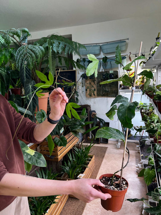 Maracuja/gul passionsfrukt 'Passiflora edulis f. flavicarpa'