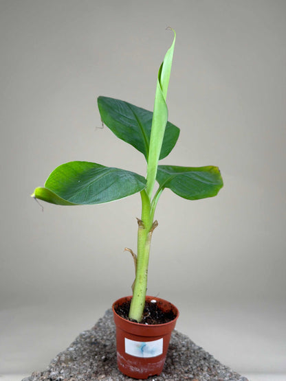 Bananenpflanze Giant Cavendish 'GAL'
