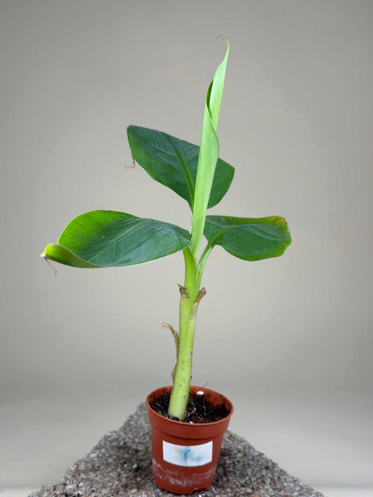Banana plant Giant Cavendish 'GAL'