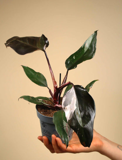 Philodendron Red Anderson