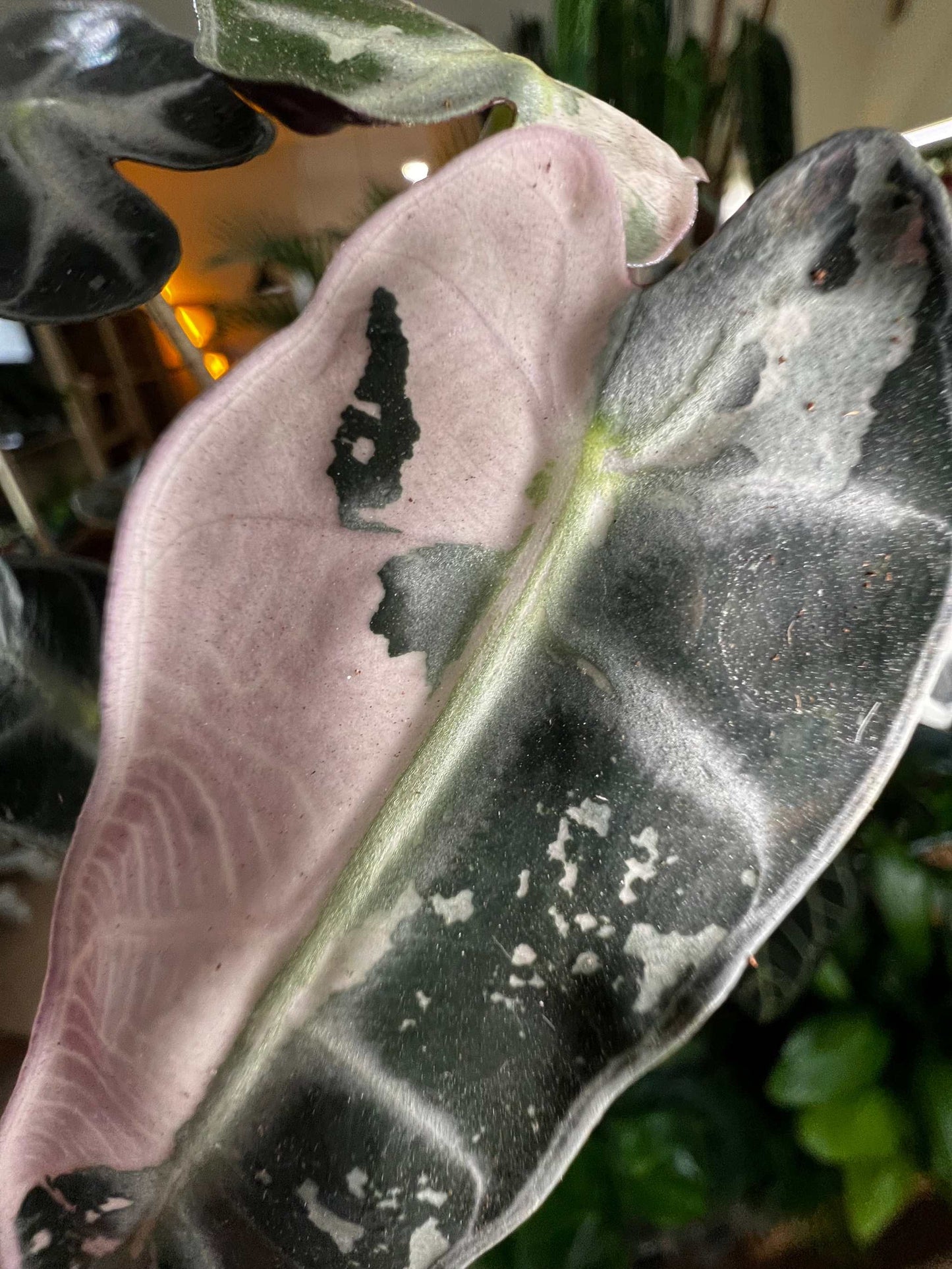 Alocasia bambino pink variegata