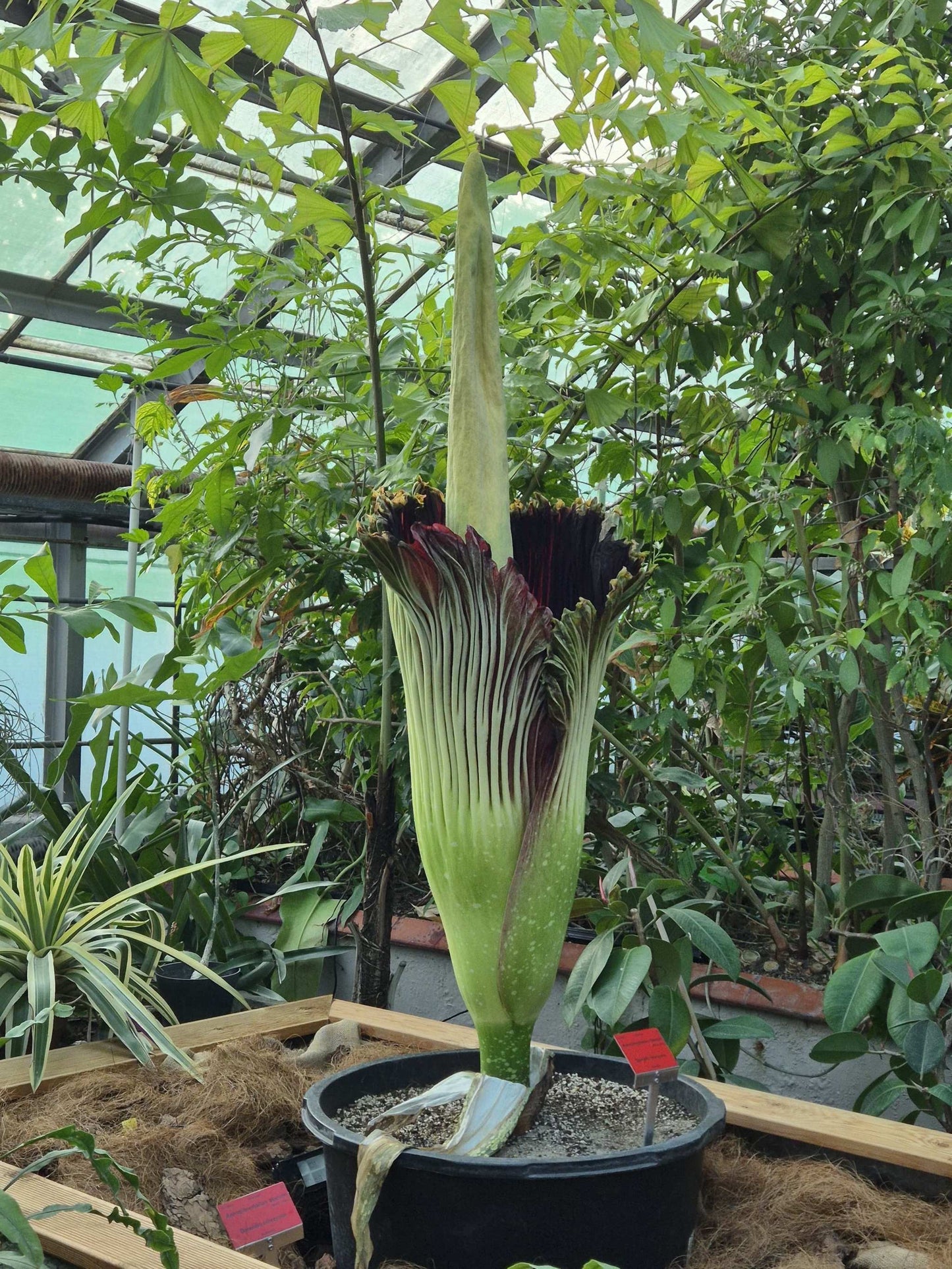 Amorphophallus titanum 