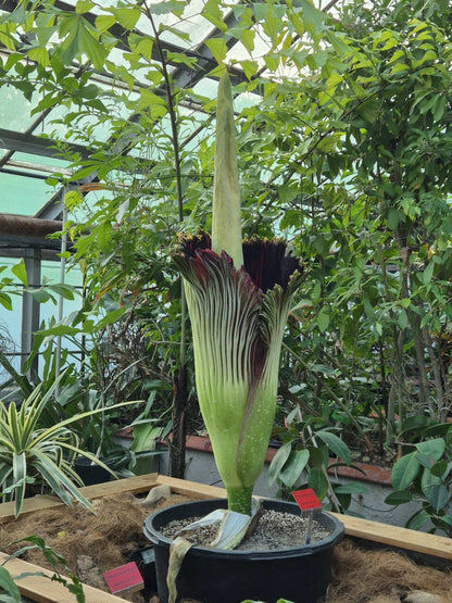 Amorphophallus titanum 