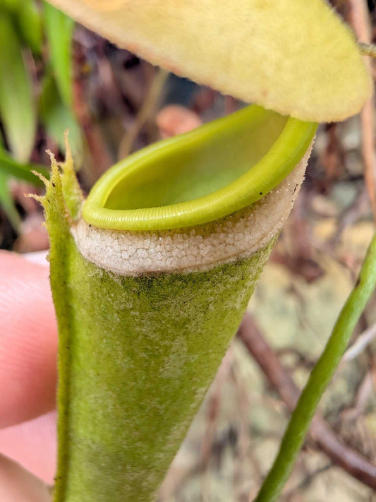 Nepenthes albomarginata