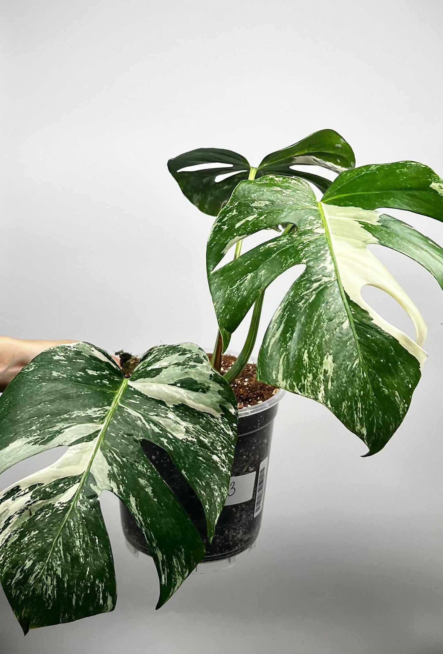 Monstera albo variegata