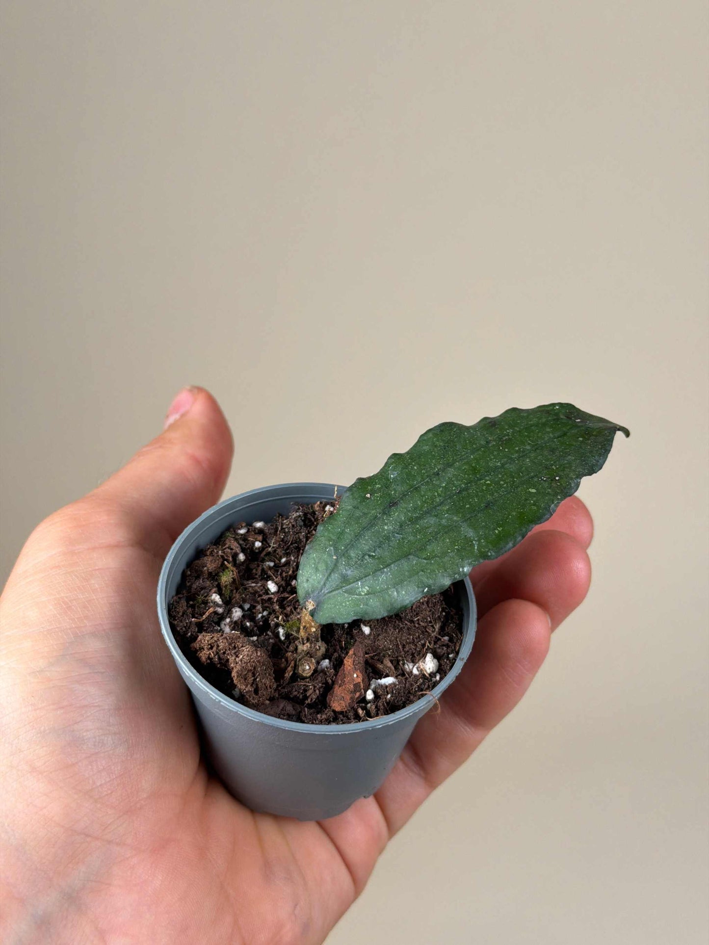 Hoya erythrina
