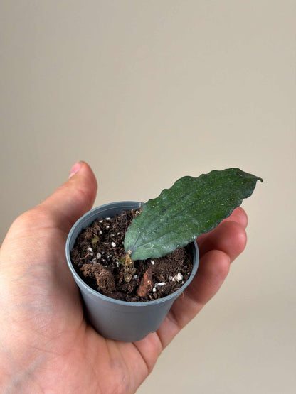 Hoya erythrina