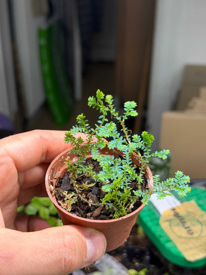 Selaginella uncinata 'Blå mossa'