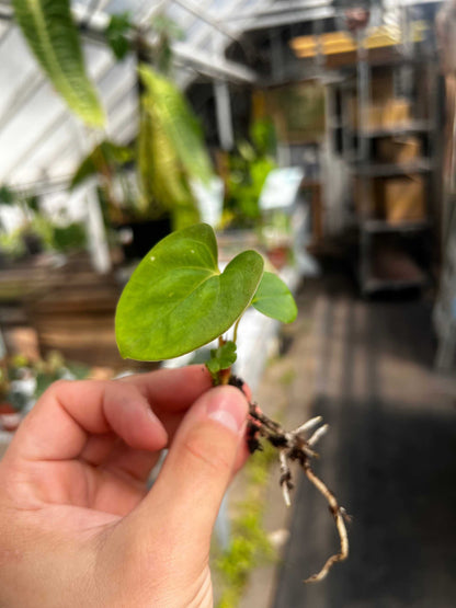 Anthurium papillaminum