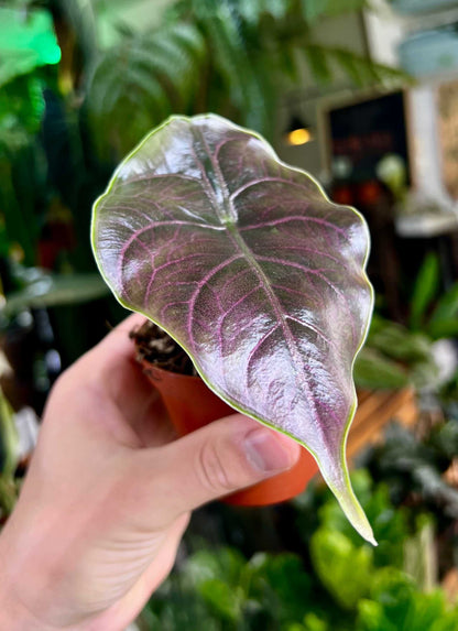 Alocasia azlanii