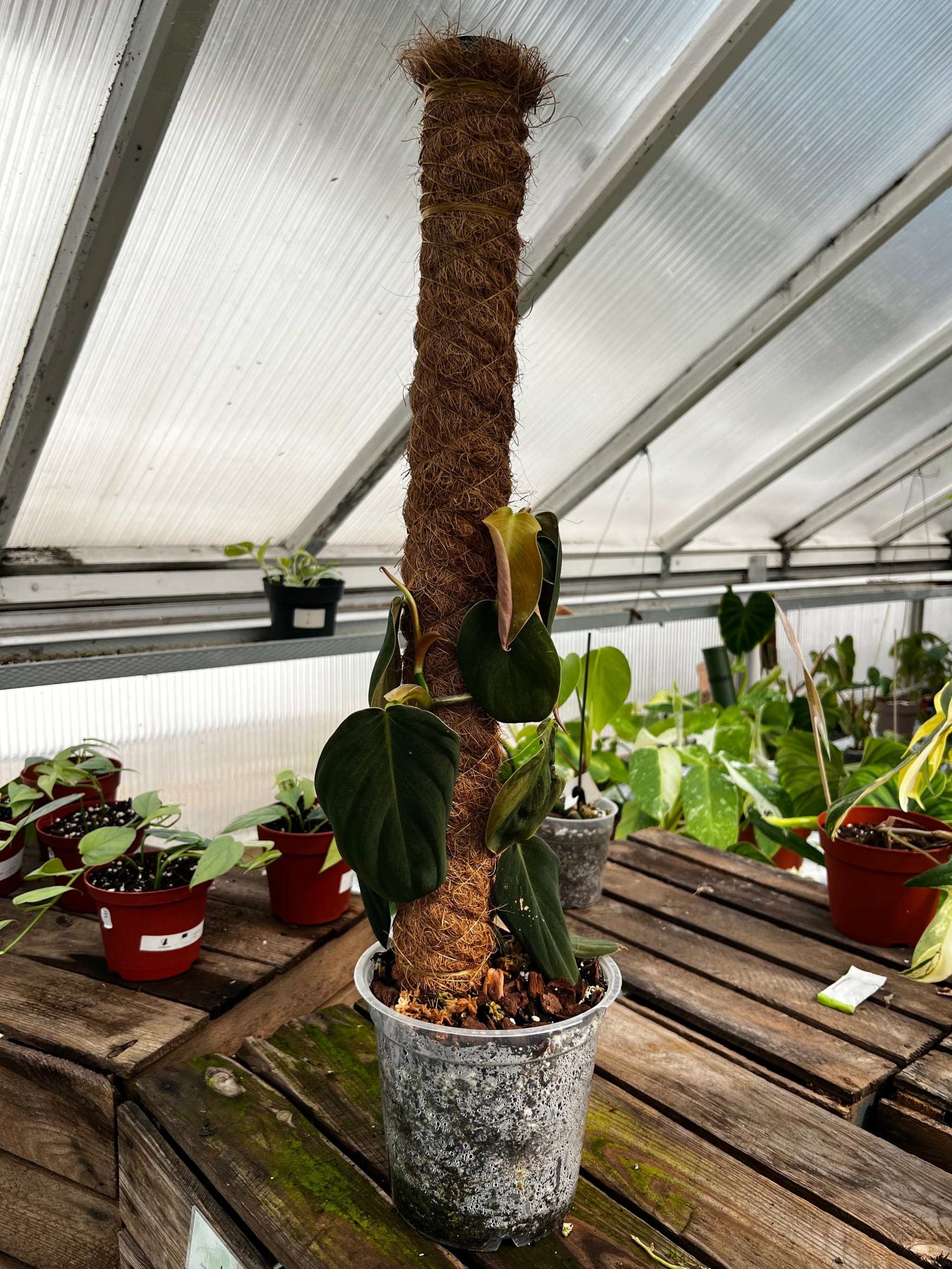 philodendron gigas europe Philodendron Gigas Online | Buy Rare Plants Online