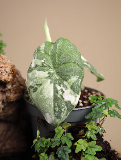Alocasia melo Albo Variegata