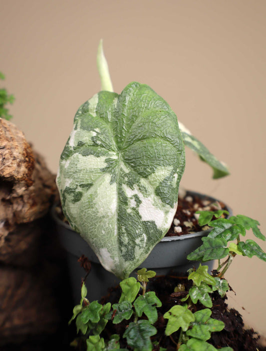 Alocasia melo Albo Variegata