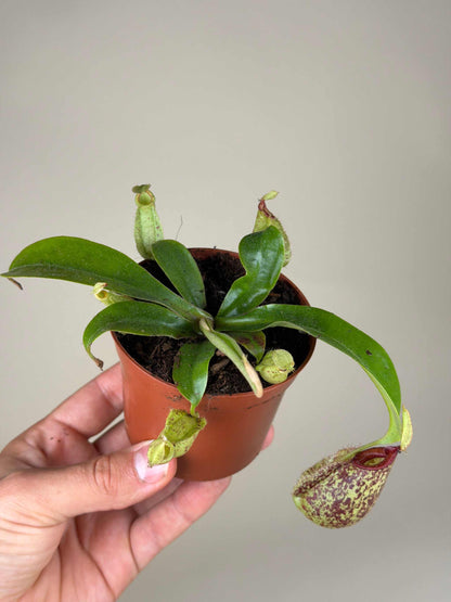 Nepenthes NoID