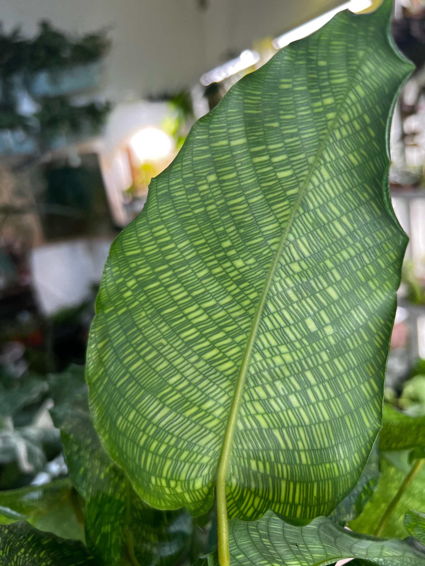 Calathea musaica 'Network'