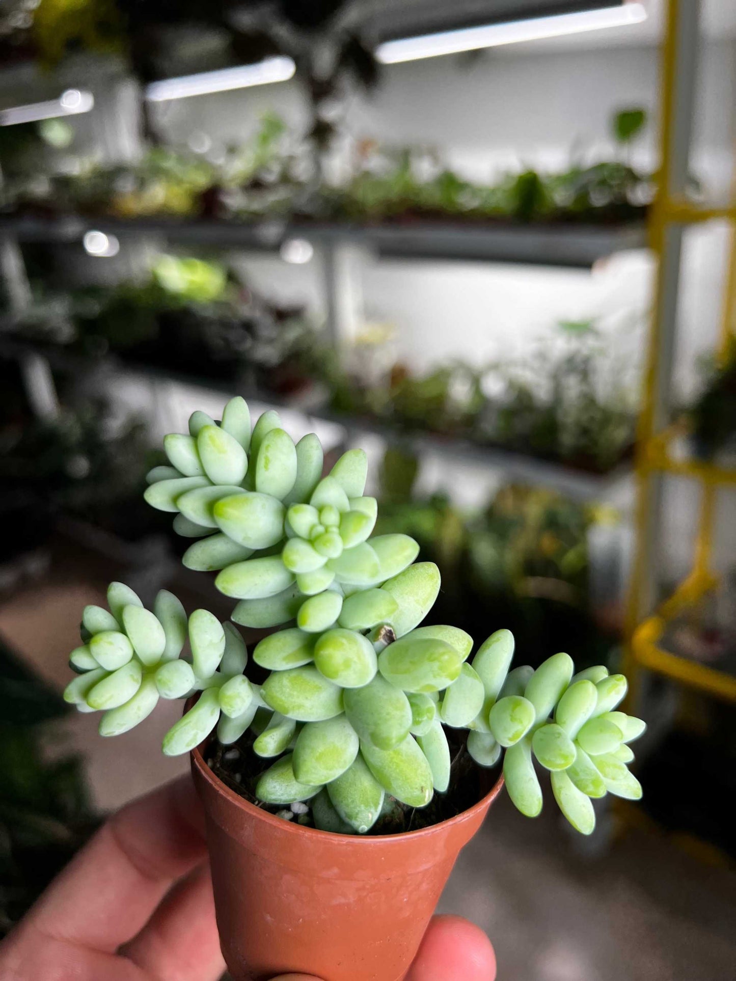 Sedum morganianum 'Burrito/Burro's Tail'