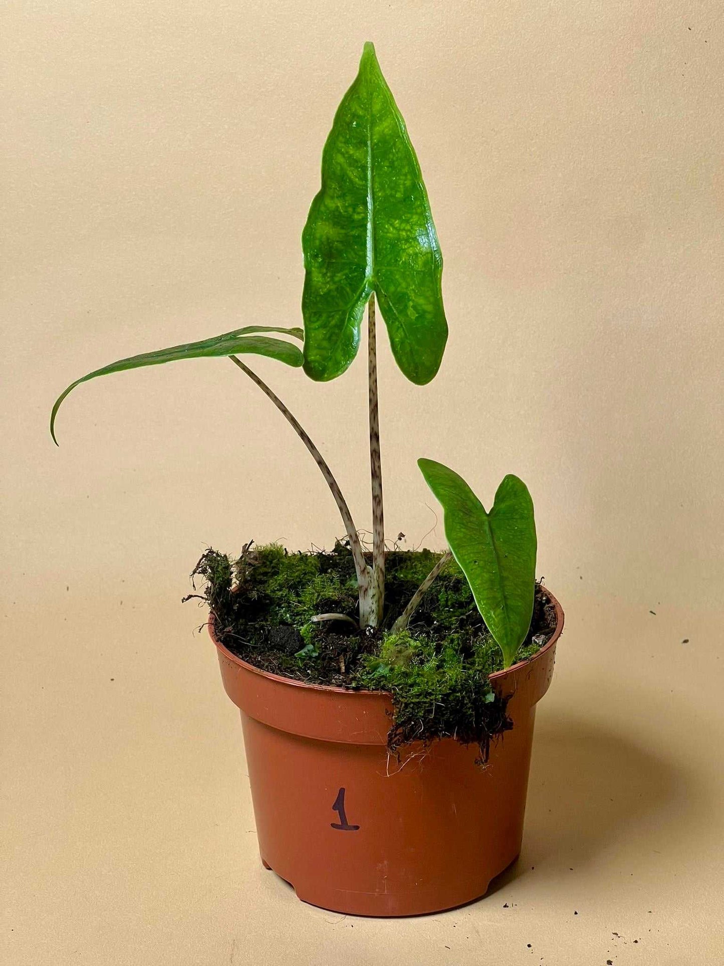 Alocasia zebrina reticulata form