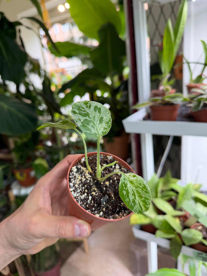 Monstera deliciosa ‘Bulbasaur’