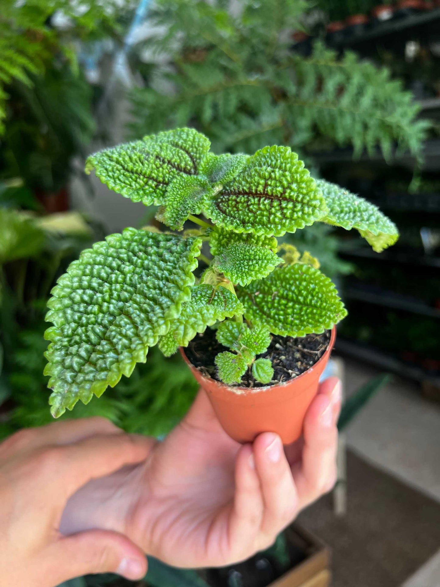 Pilea mollis 'Moon valley'