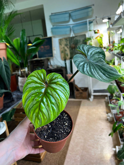 Philodendron plowmanii