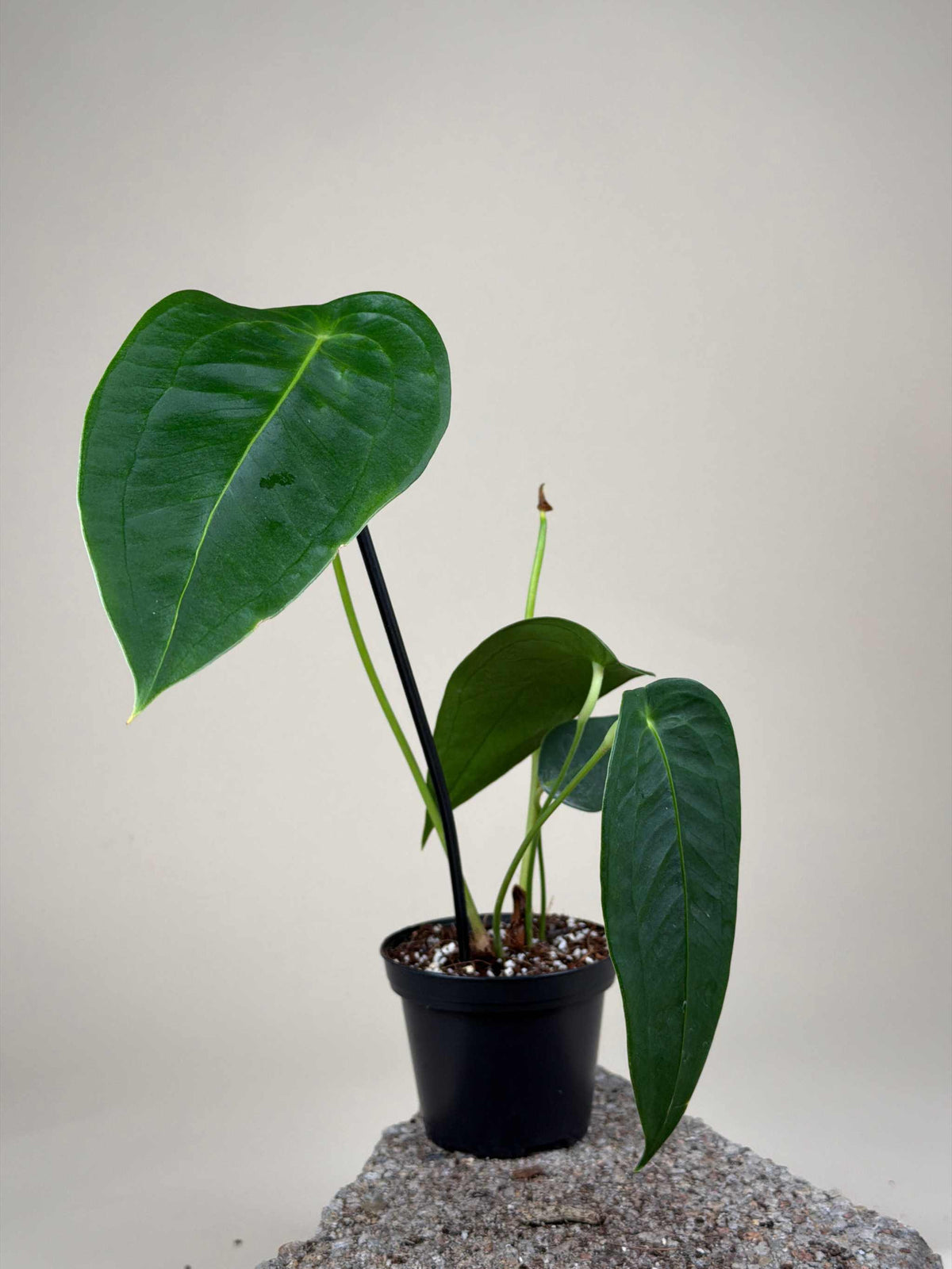 Anthurium peltigerum