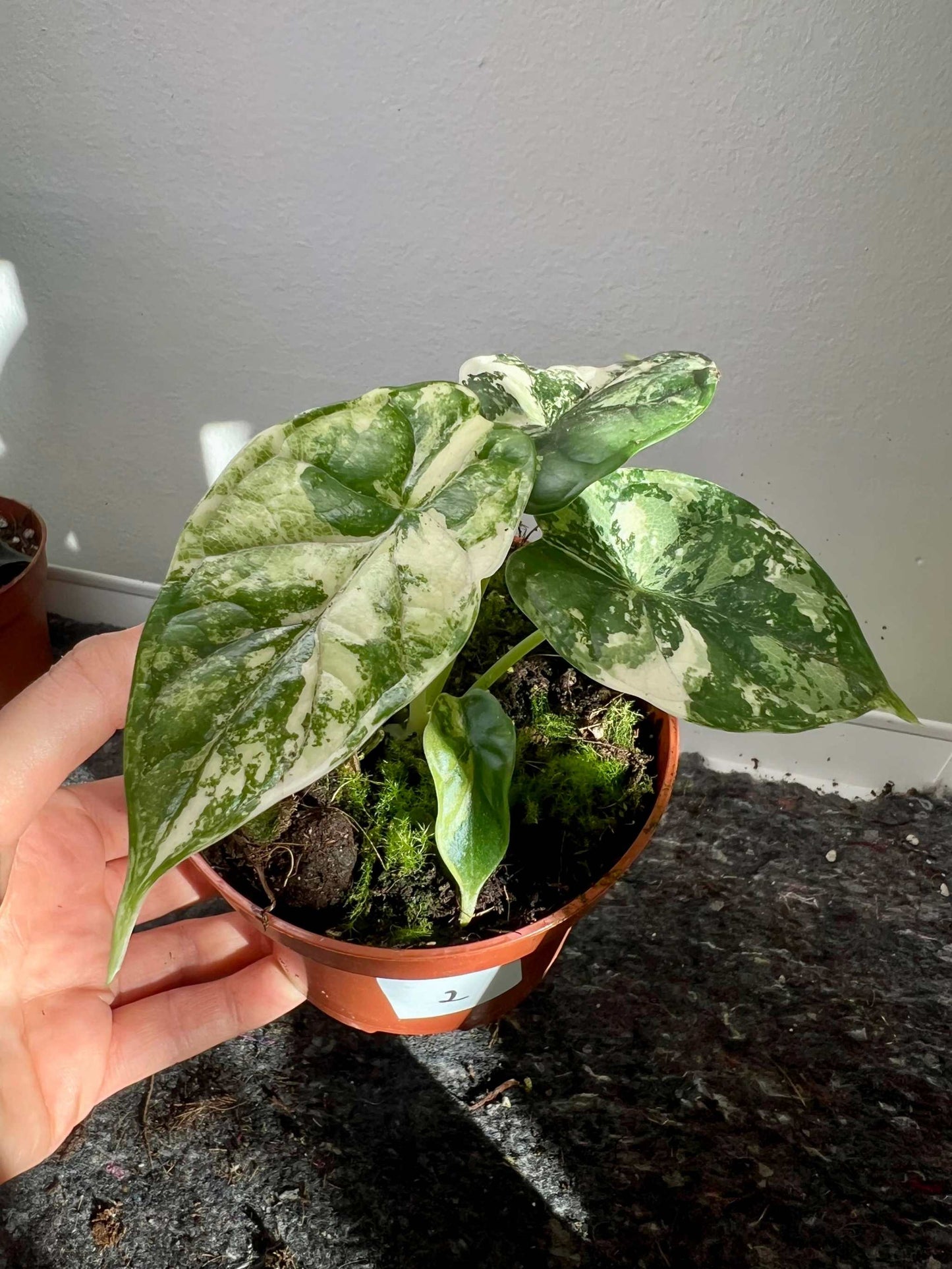 Alocasia dragon scale albo variegata