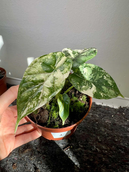 Alocasia dragon scale albo variegata