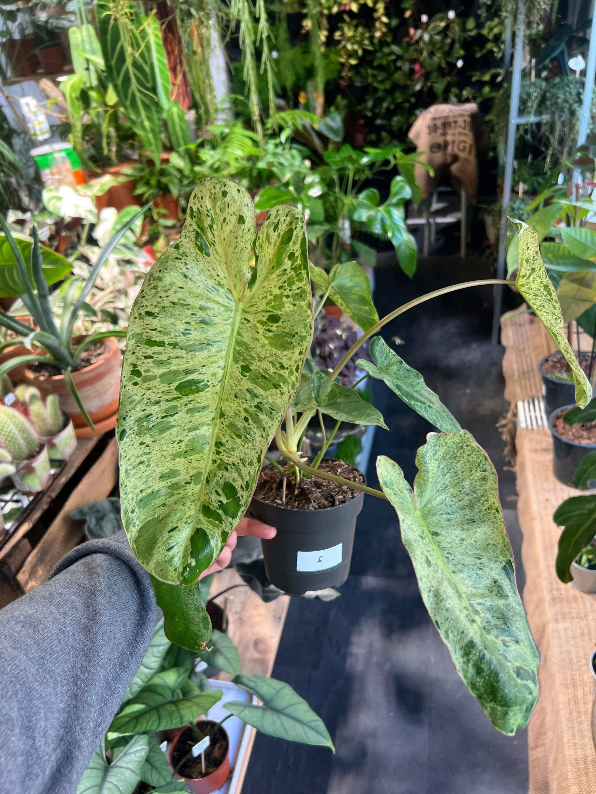 philodendron paraiso verde origin Philodendron Paraiso Verde