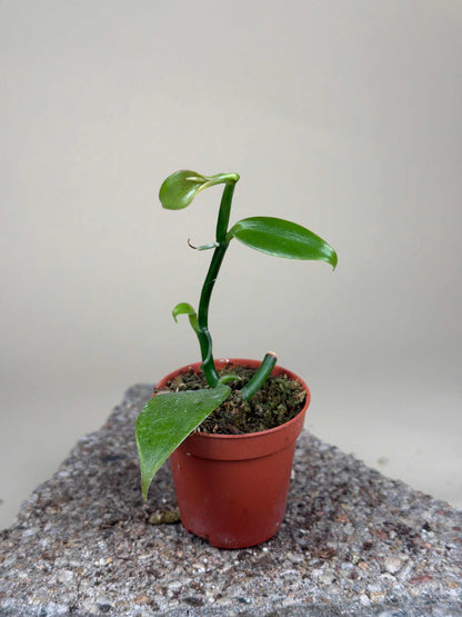 Vanilla orchid 'Vanilla planifolia' plant