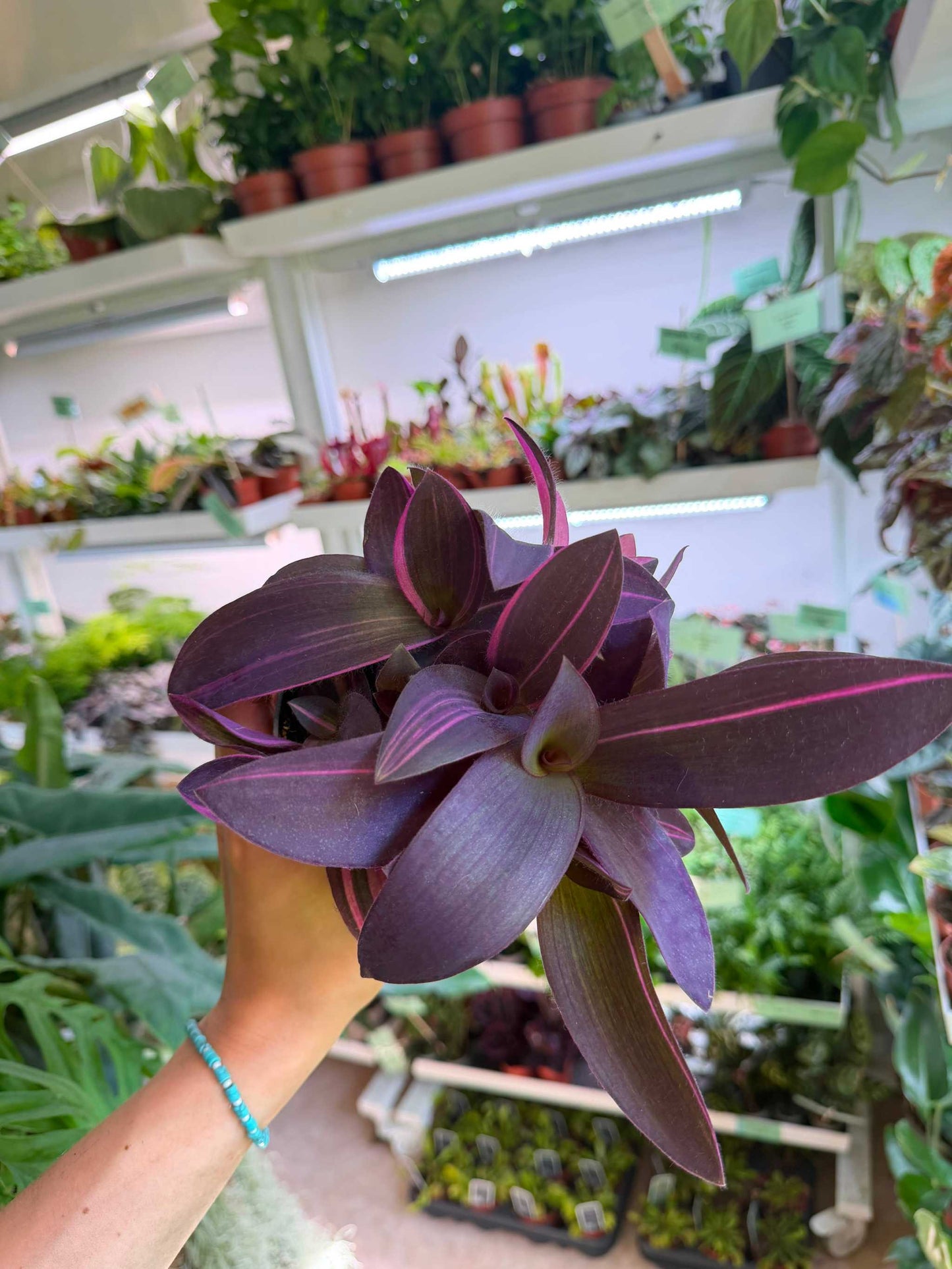 Tradescantia pallida 'pink stripe'