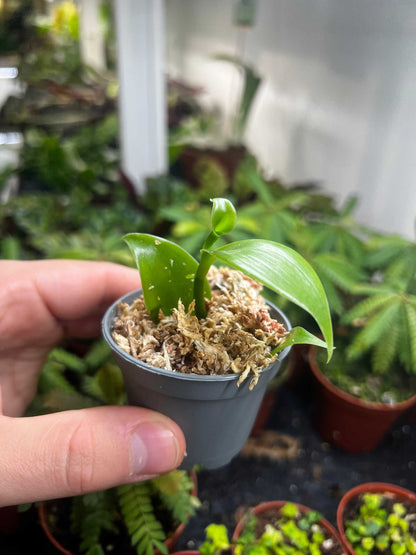 Vaniljorkidé 'Vanilla planifolia'