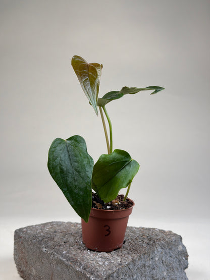 Anthurium 'Queen Of Hearts'