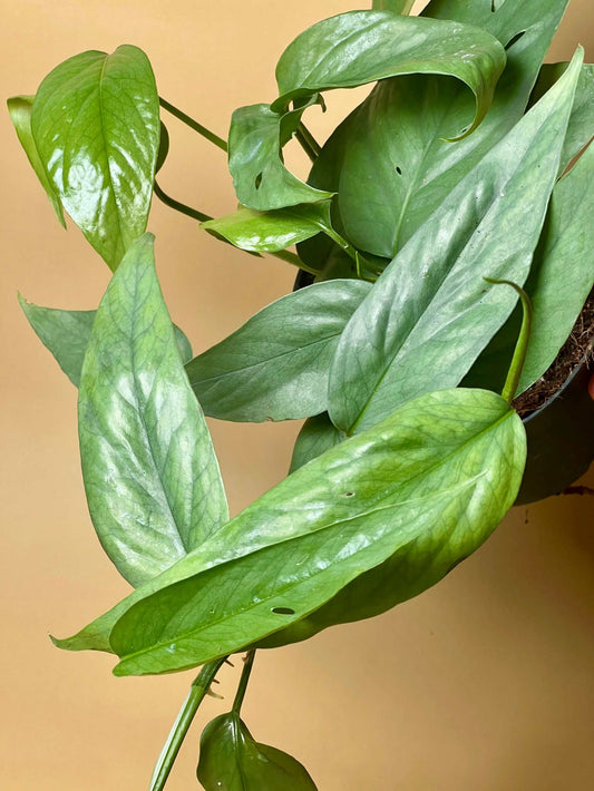 Epipremnum pinnatum 'cebu blue'