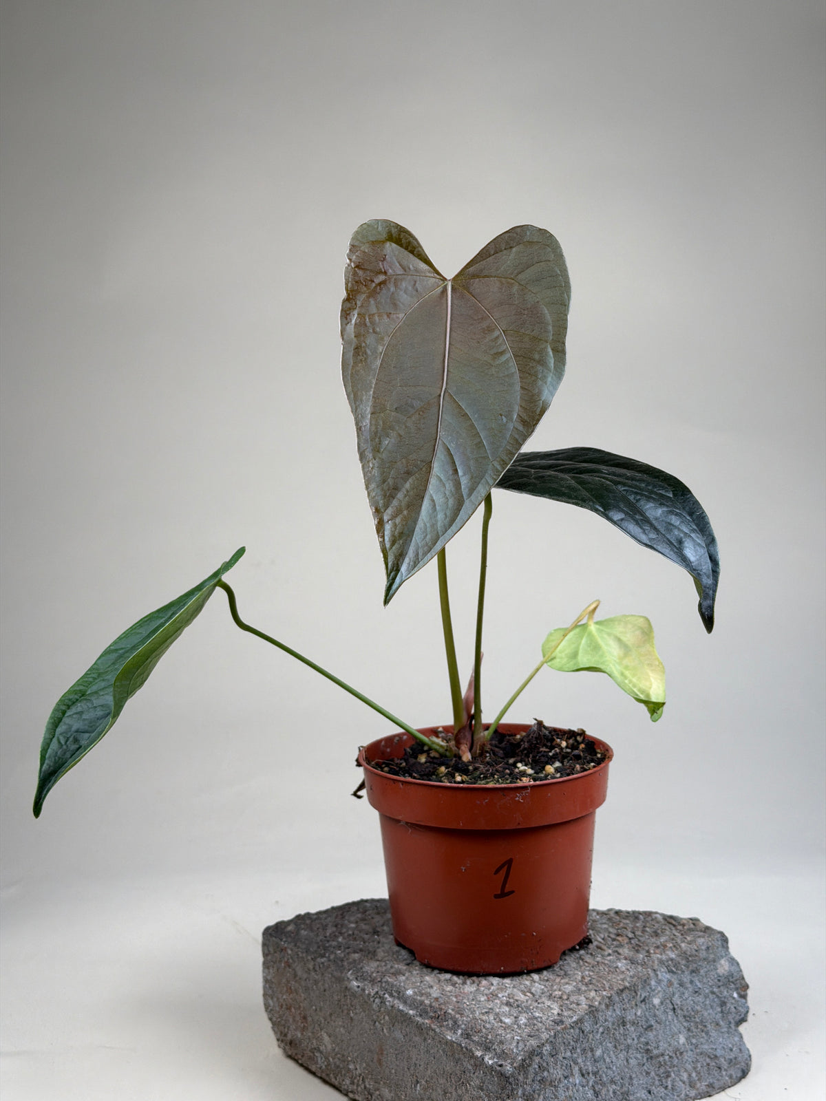 Anthurium 'Queen Of Hearts'