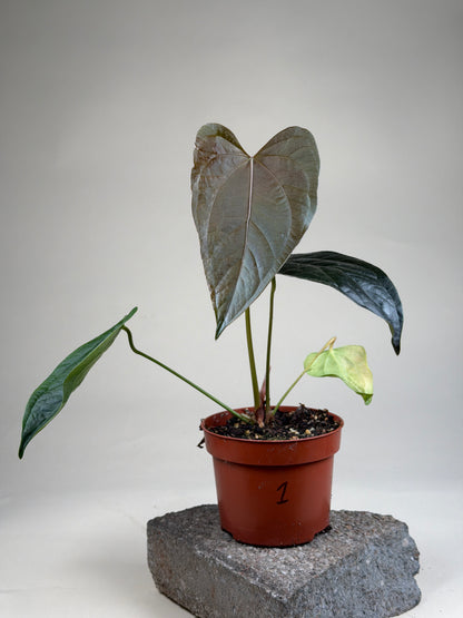 Anthurium 'Queen Of Hearts'