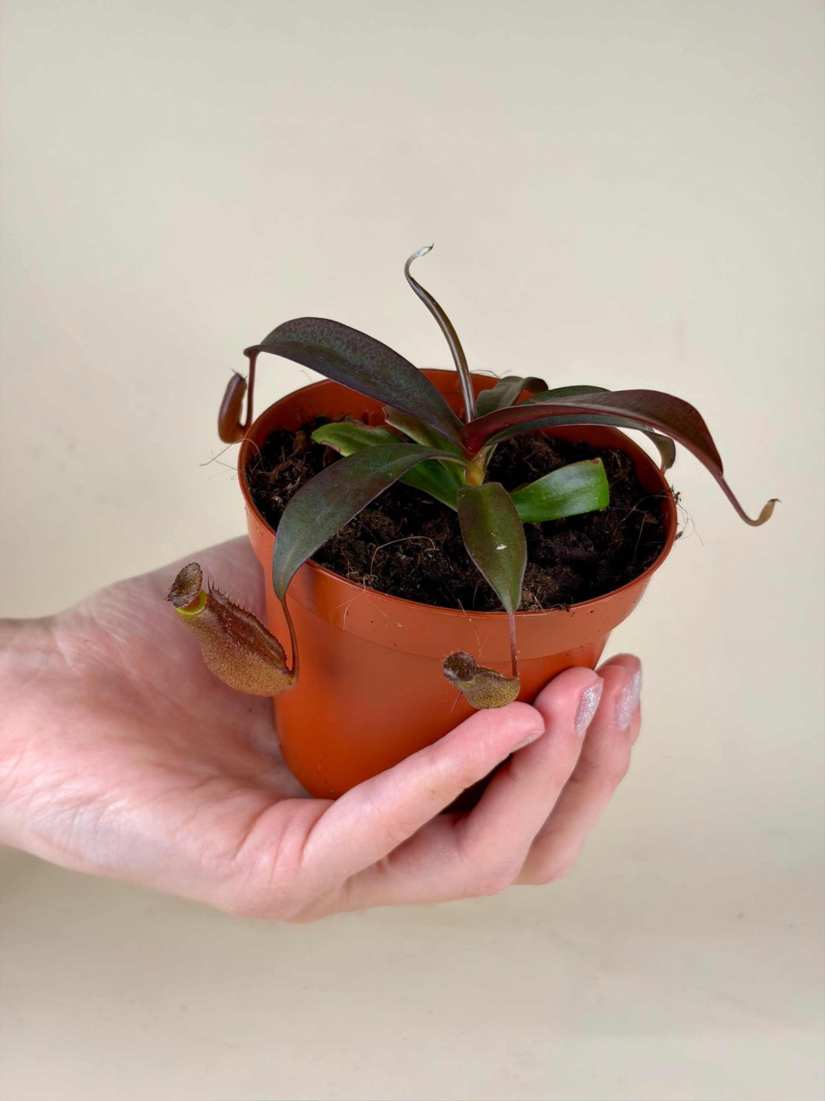 Nepenthes x Rebecca Soper