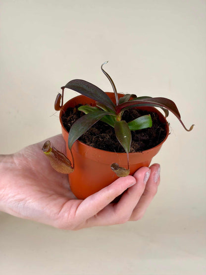 Nepenthes x Rebecca Soper