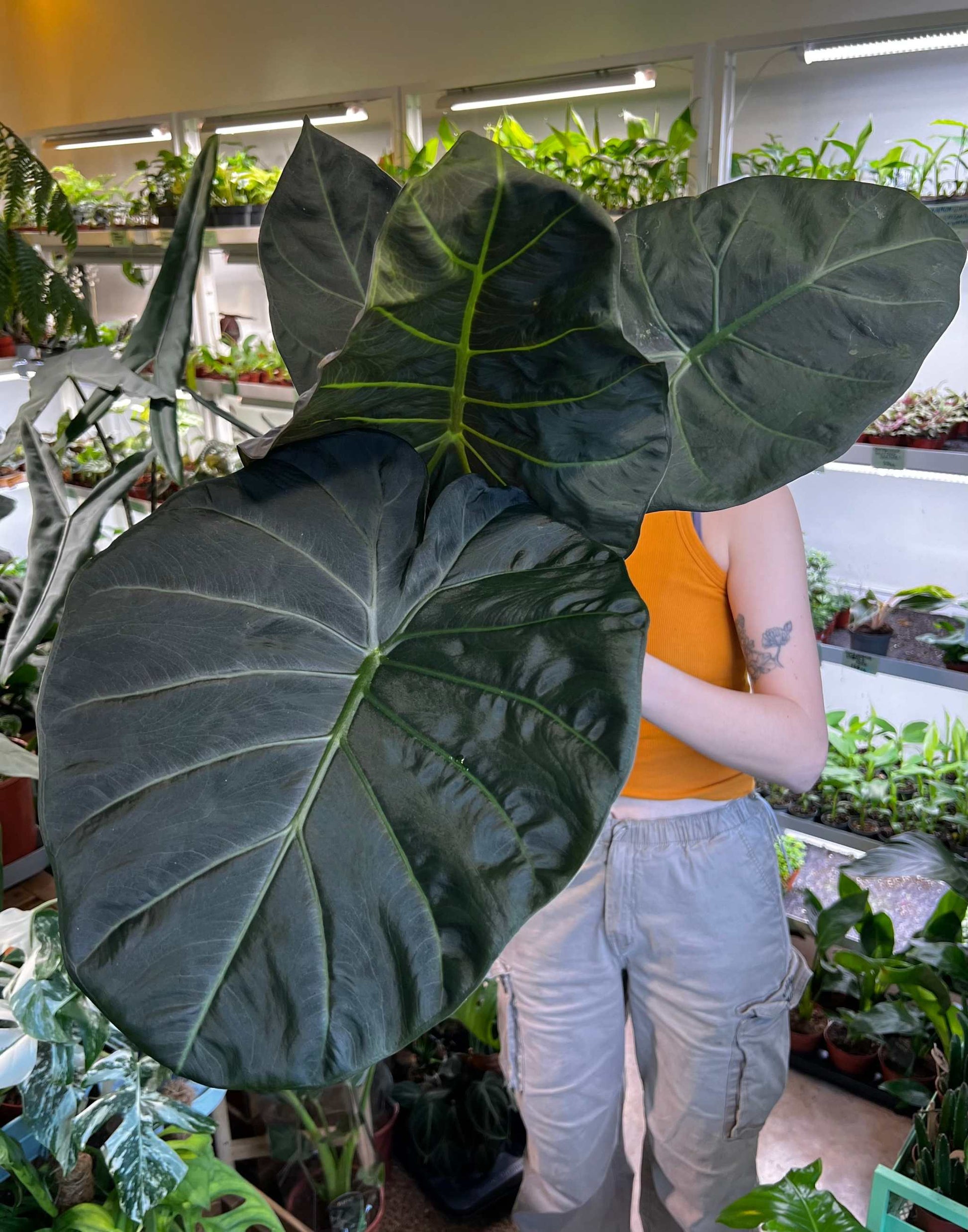 philodendron regal shield Alocasia 'Regal Shields' | Green Plants Online