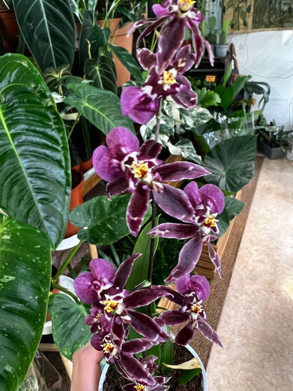 Oncidium 'Titanium treasure'