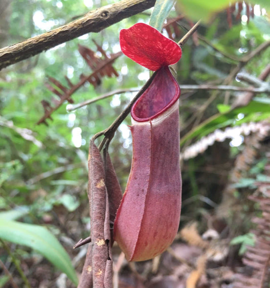 Nepenthes albomarginata