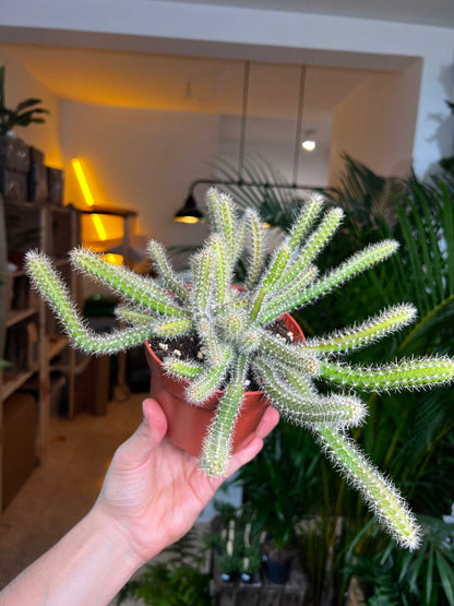 Selenicereus grandiflorus 'nattens drottning'
