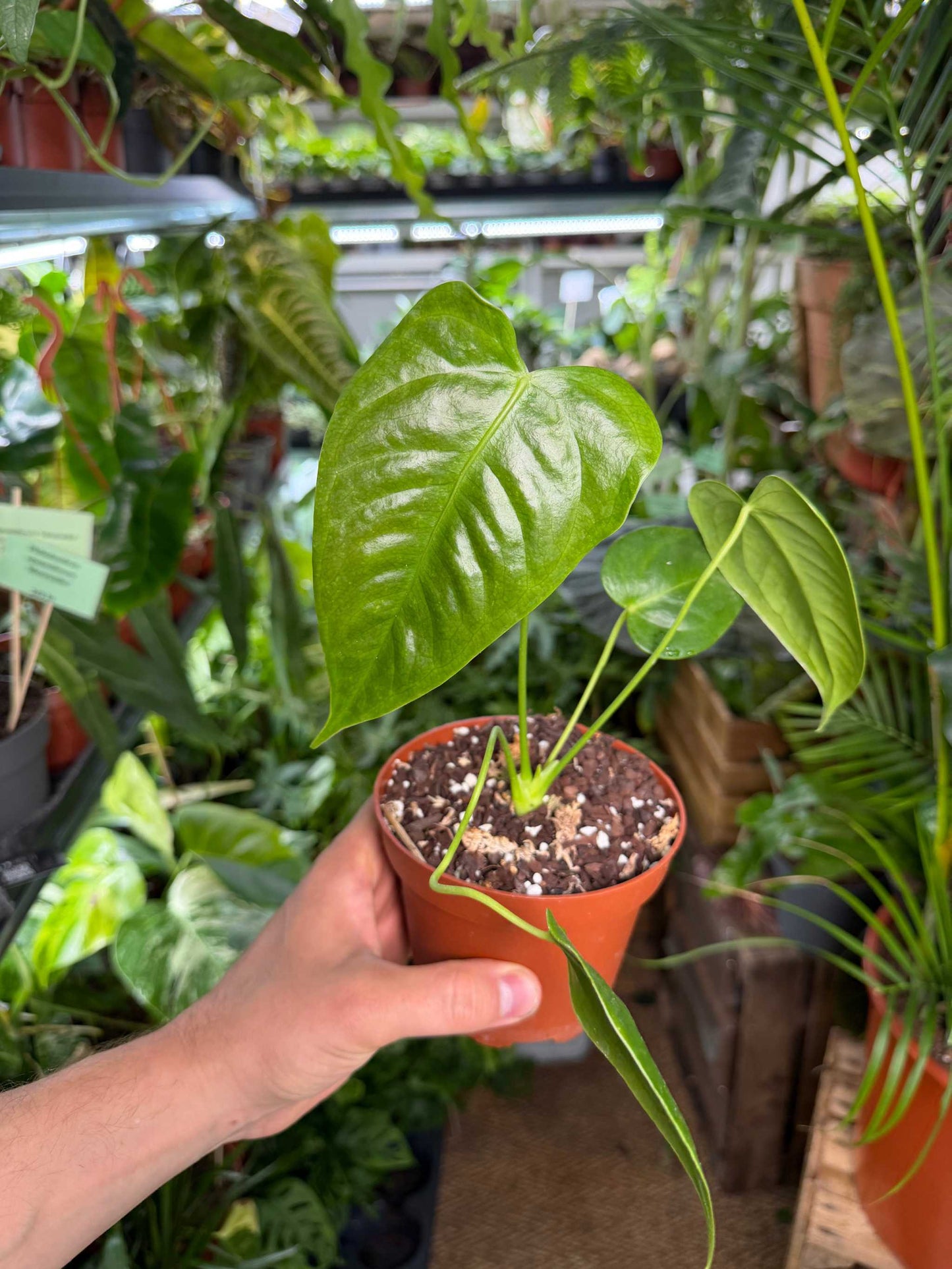 Anthurium veitchii