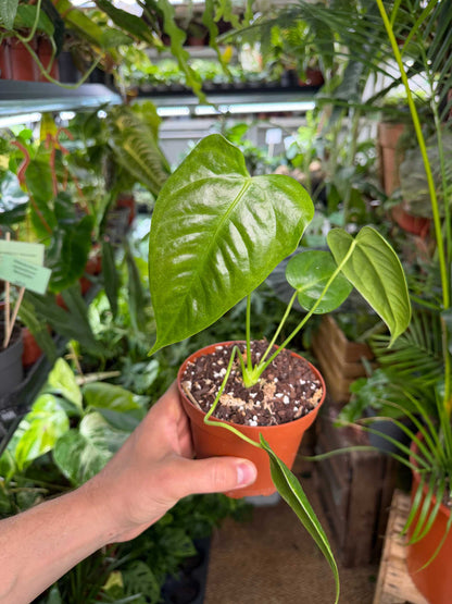 Anthurium veitchii