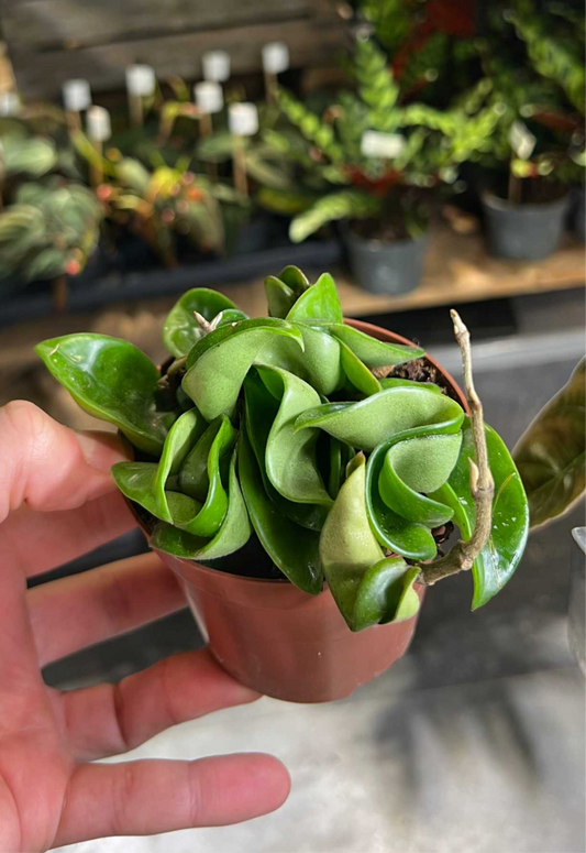 Hoya carnosa 'compacta'