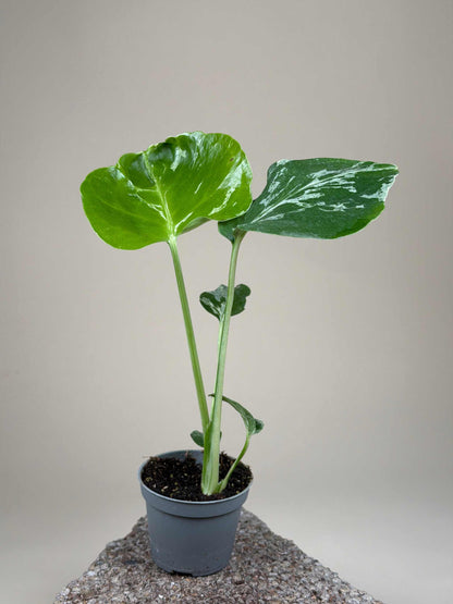 Monstera deliciosa 'Bulbasaur'